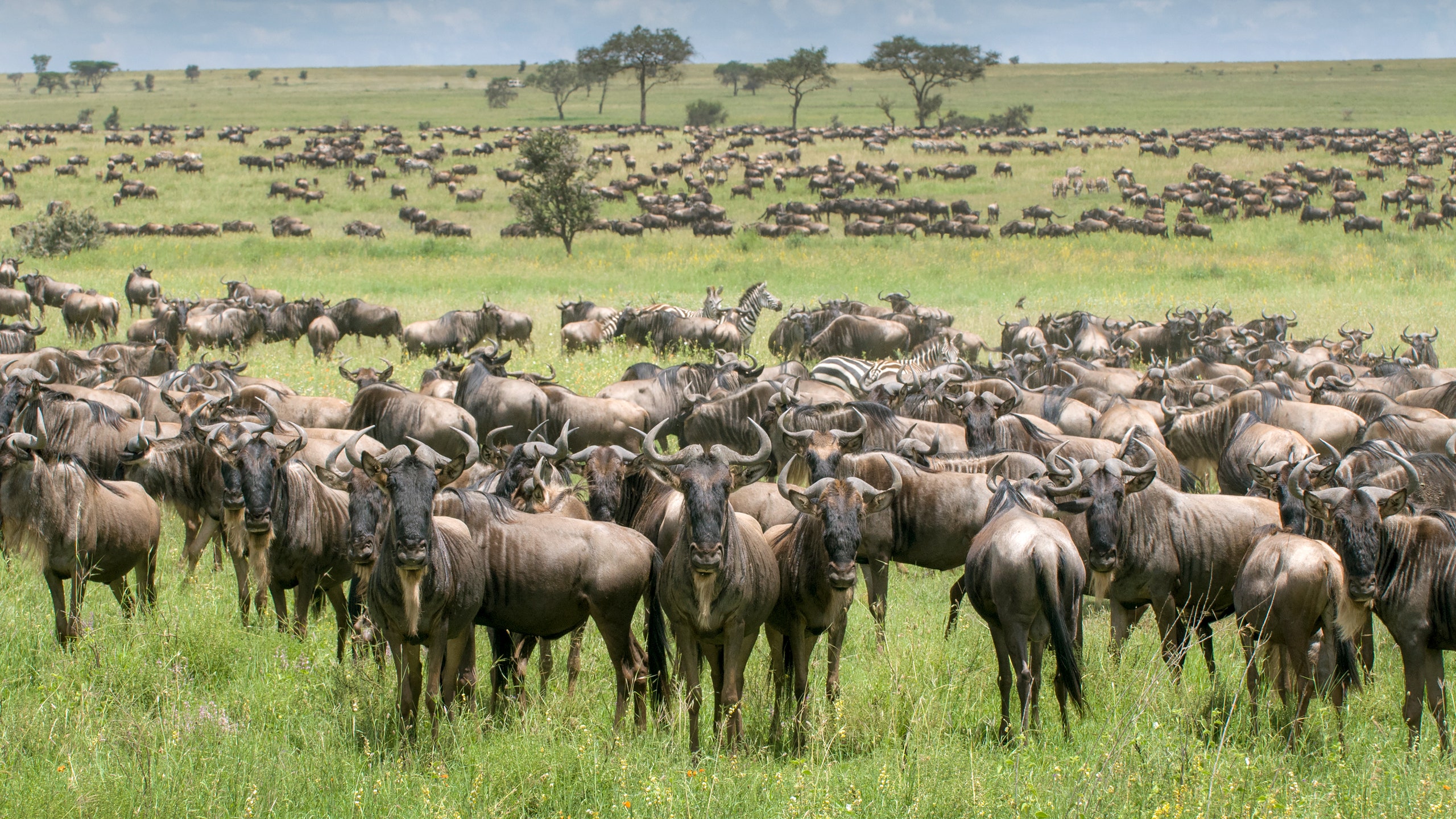 Image may contain Nature Outdoors Grassland Field Animal Herd Rural Countryside Farm Sheep Mammal and Pasture