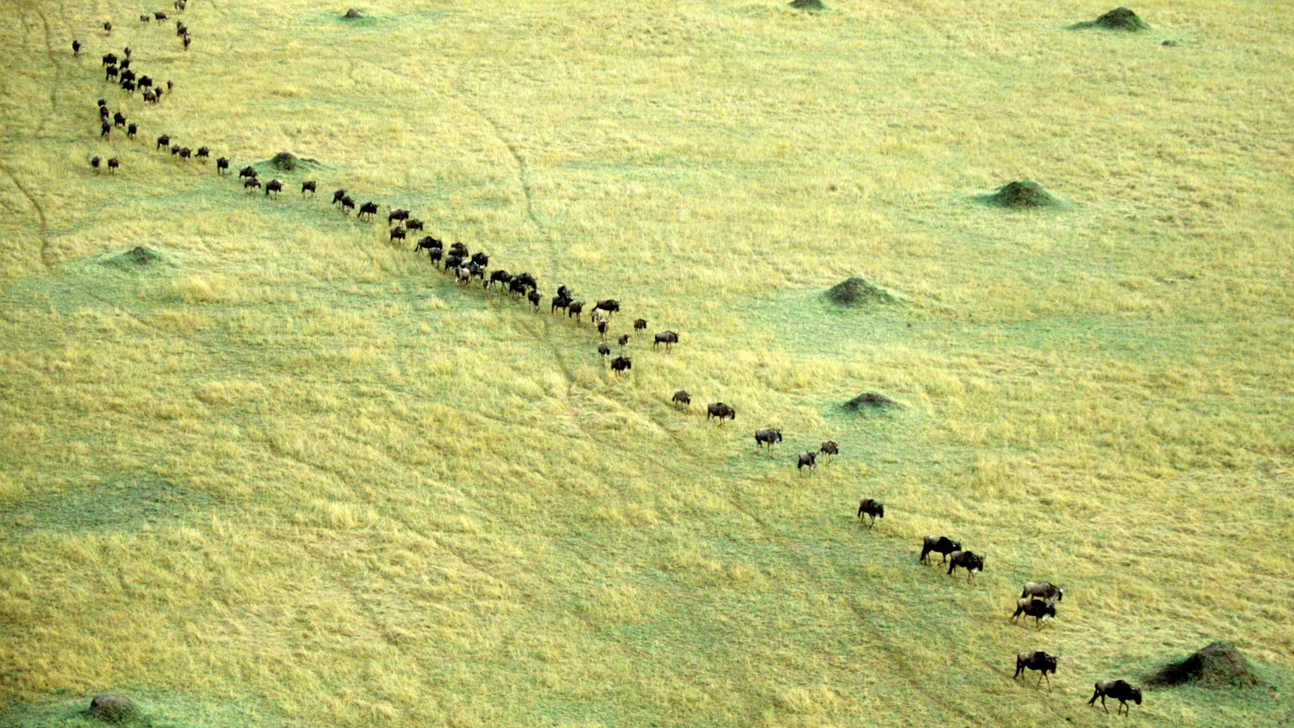 Image may contain Animal Herd Cattle Mammal Cow and Sheep