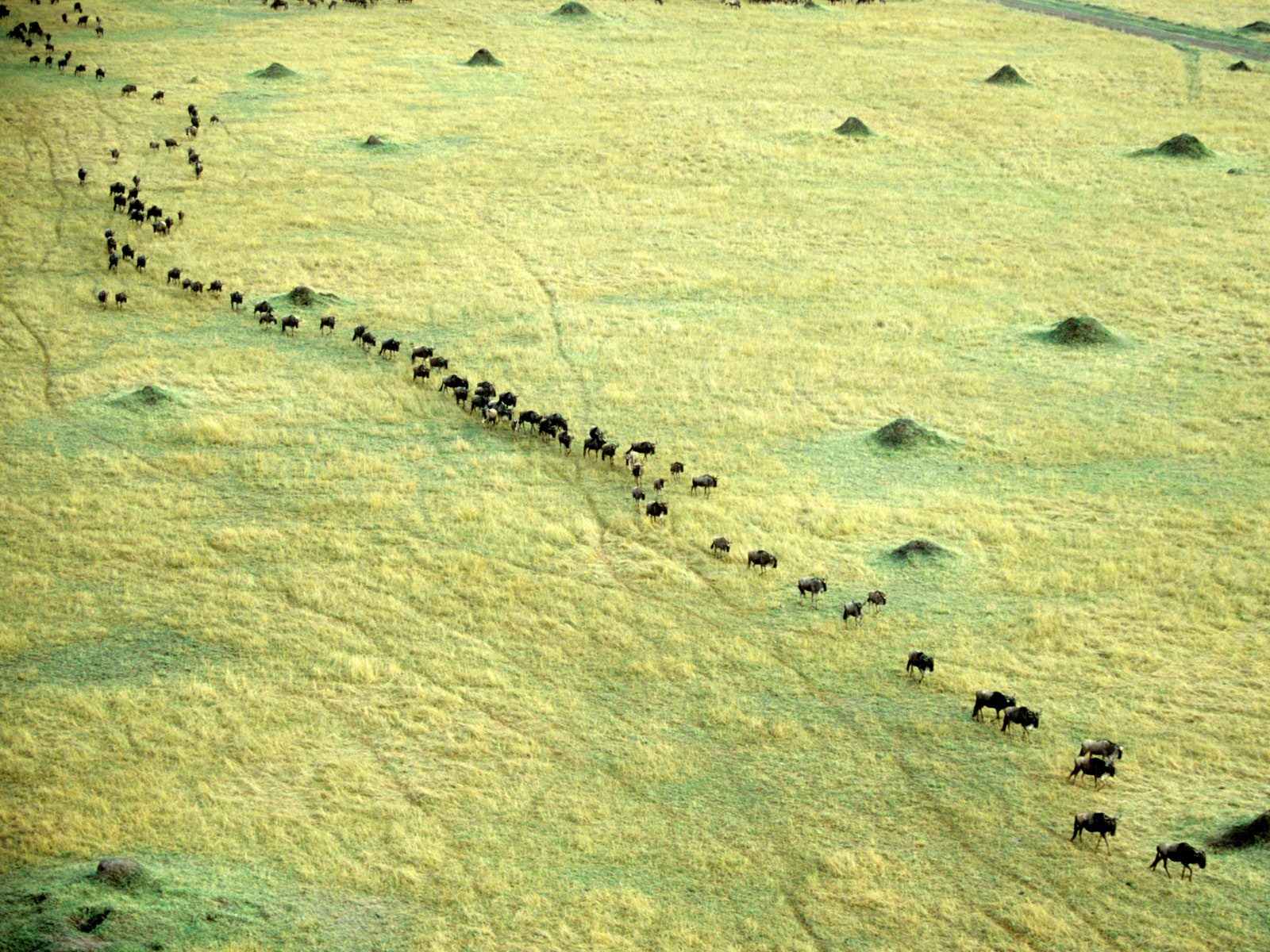 The Ultimate Safari: Seeing the Great Migration in Kenya and Tanzania