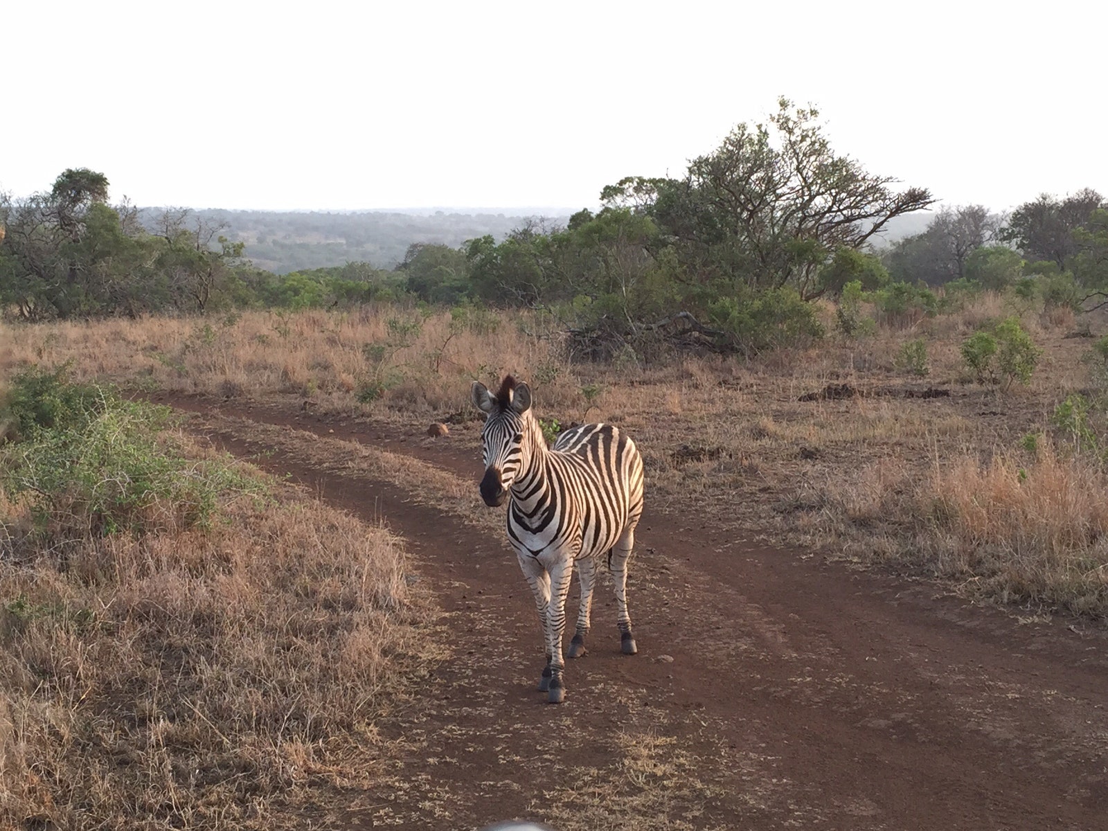 How to Safari in South Africa