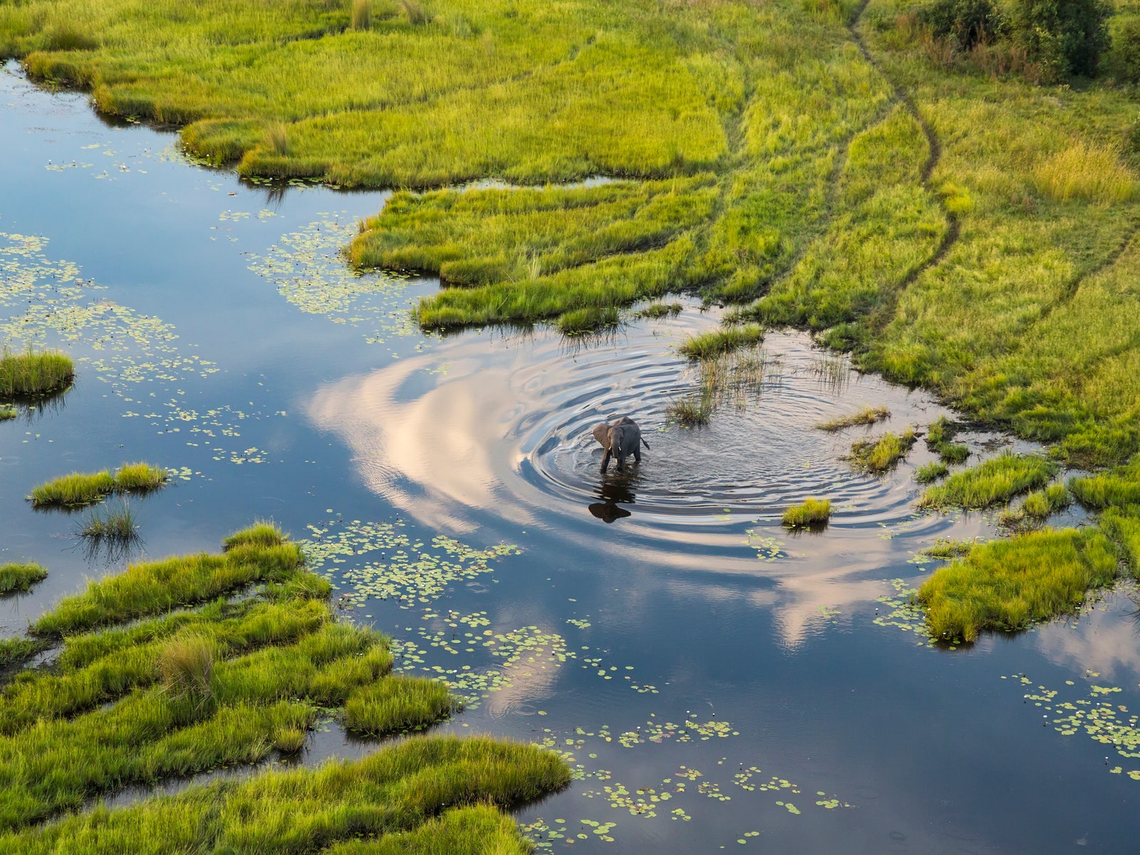 Why Your First Safari Should Be in Botswana