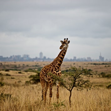 Kenya Airways Wants You To See the Big Five on Your Layover