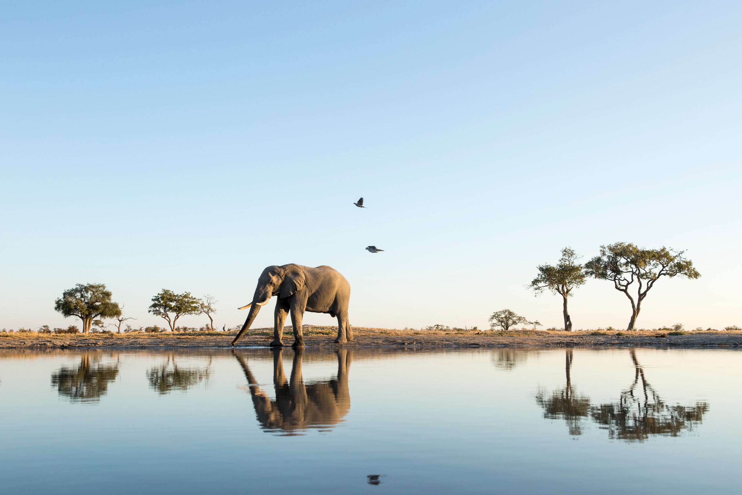 Africa Botswana Chobe National Park African Elephant  stands at edge of water hole in Savuti Marsh