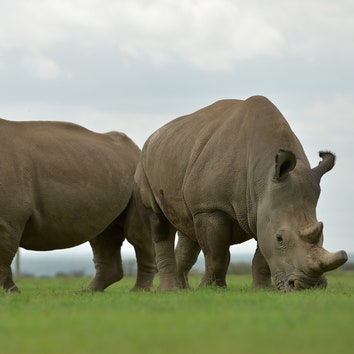 Can the Northern White Rhino Come Back from the Edge of Extinction?