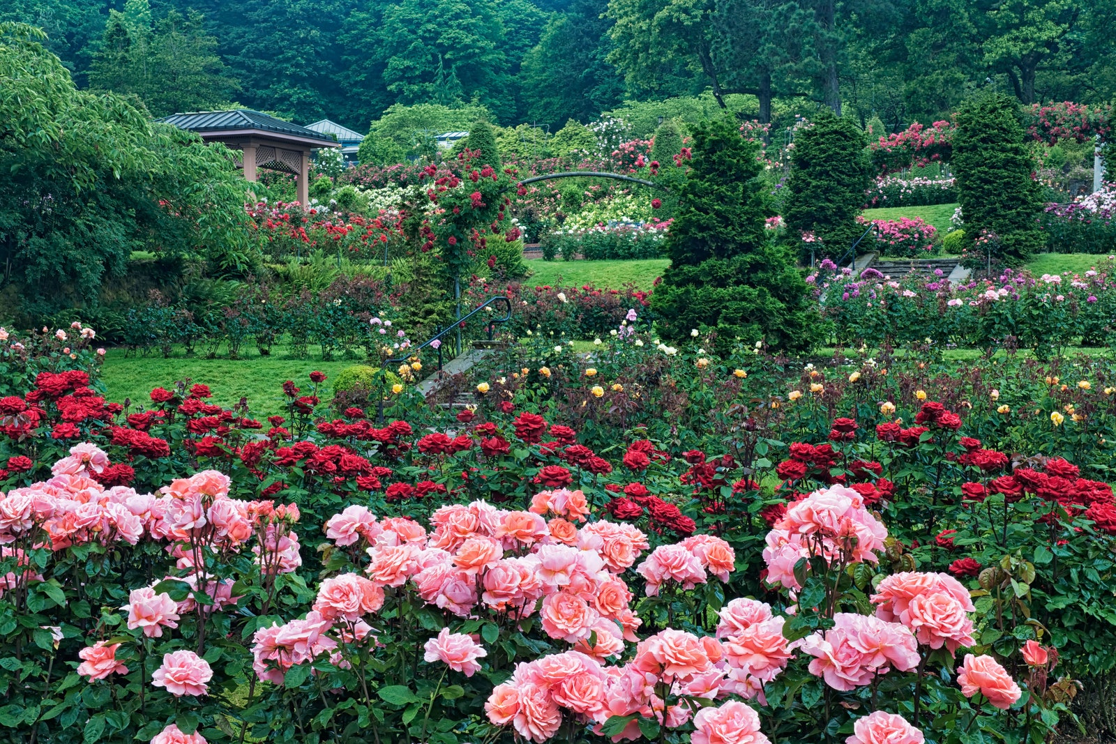 International Rose Test Garden