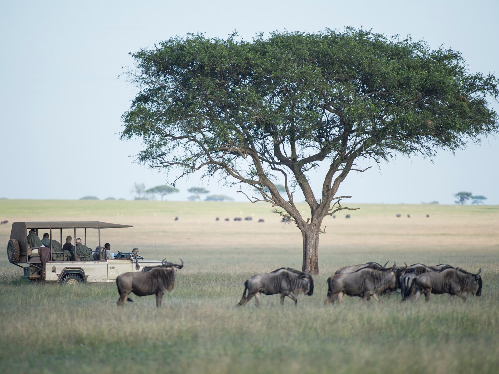 Singita Sasakwa Lodge