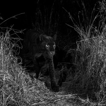 Rare Black Panther Spotted in Laikipia, Kenya&-With Photos to Prove It