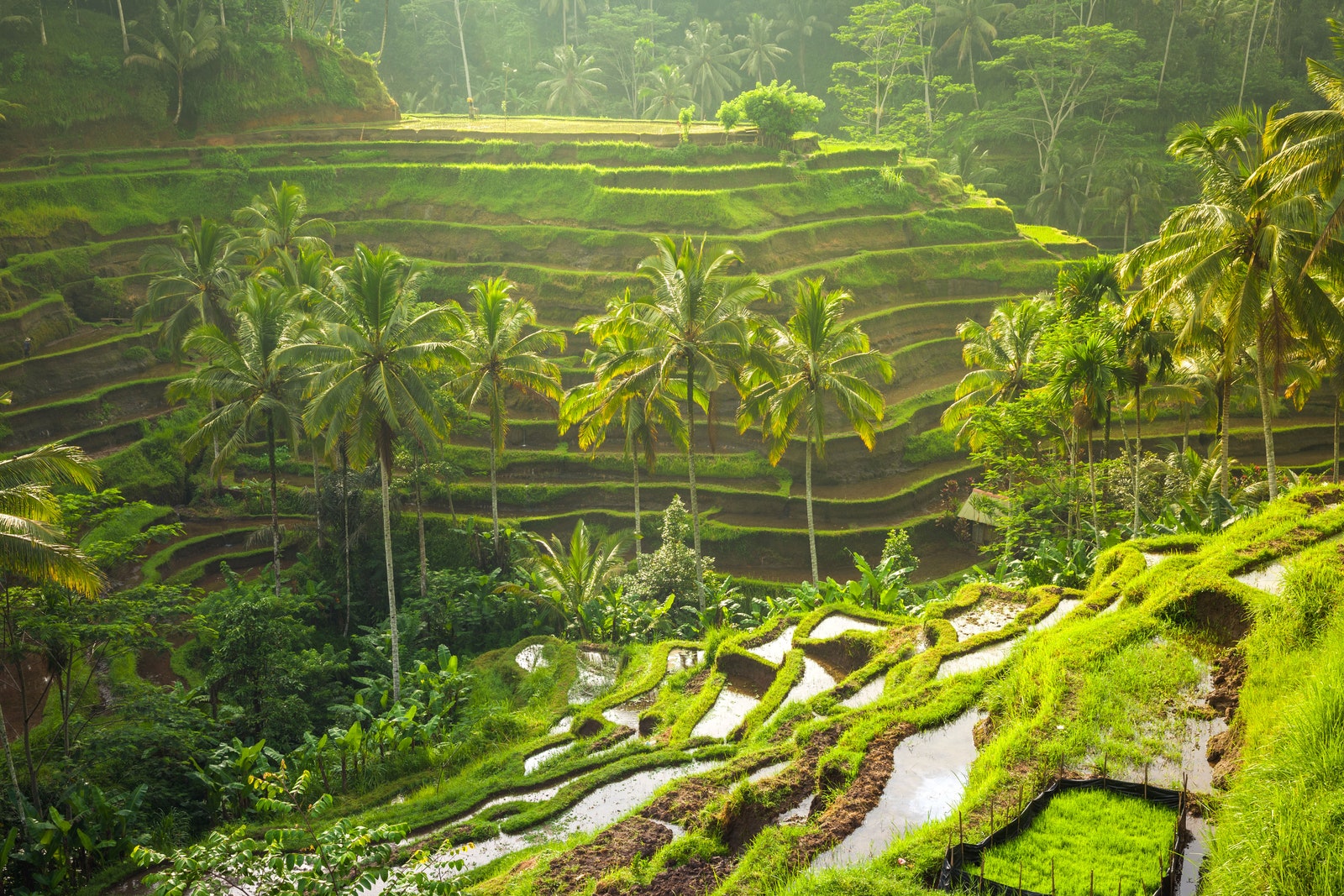 Tegalalang Rice Terrace