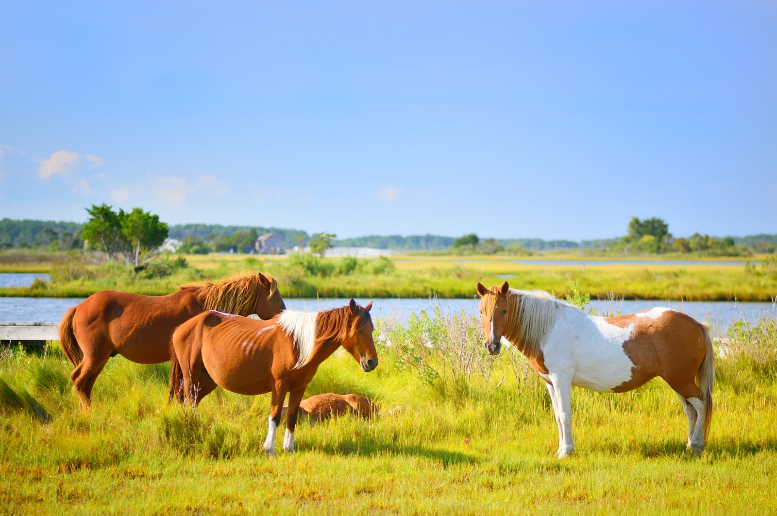 Chincoteague Ponies Virginia