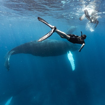 Following the Humpback Whale Migration off the Coast of the Dominican Republic