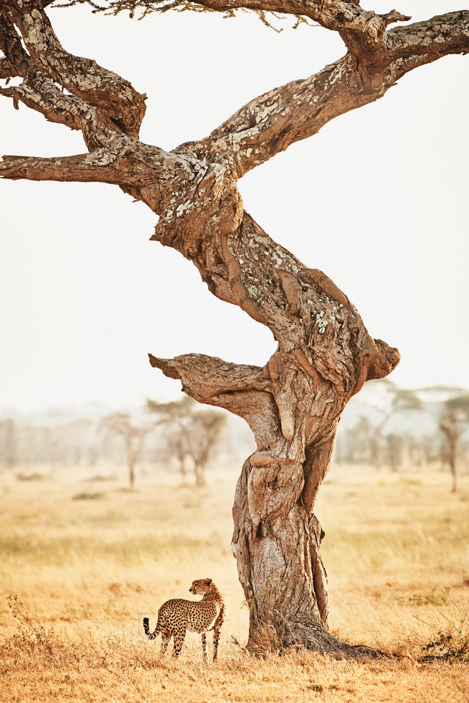 Image may contain Animal Wildlife Mammal Cheetah Wood Tree Plant and Tree Trunk