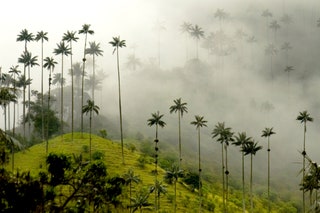 Valle de Cocora Colombia