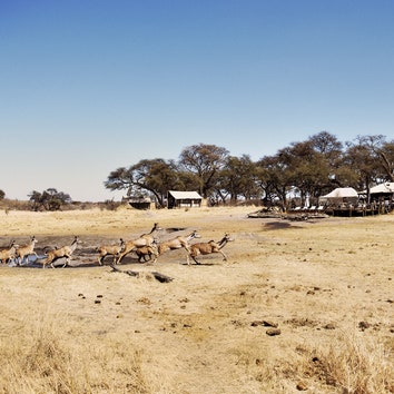 How African Bush Camps is Taking Safari Guiding to a Whole New Level