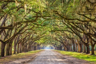 Image may contain Plant Tree City Road Street Urban Outdoors and Vegetation