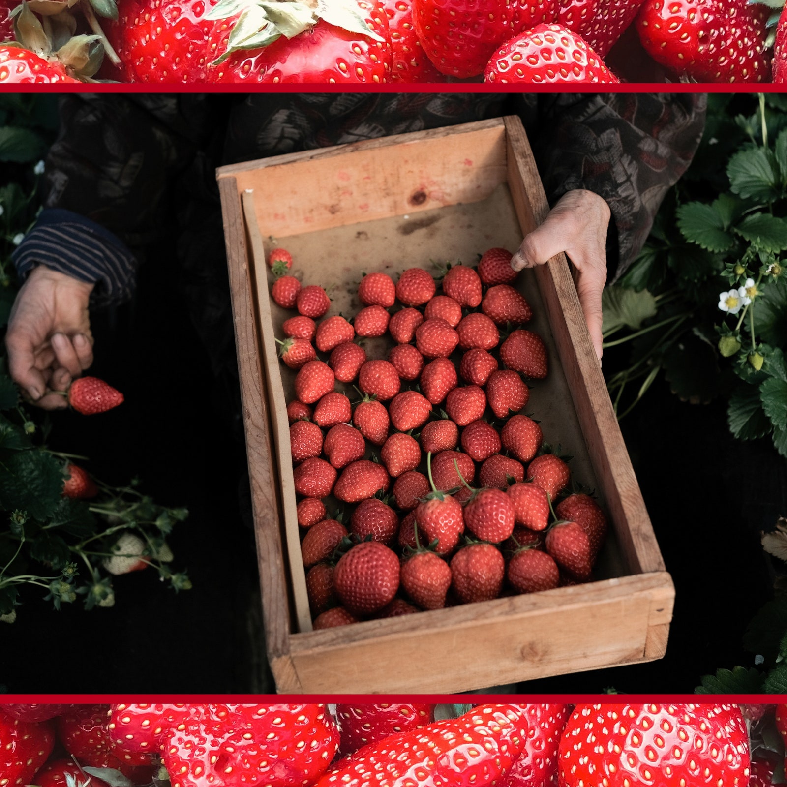 Layover in Tokyo? Go Strawberry Picking Next to Narita Airport