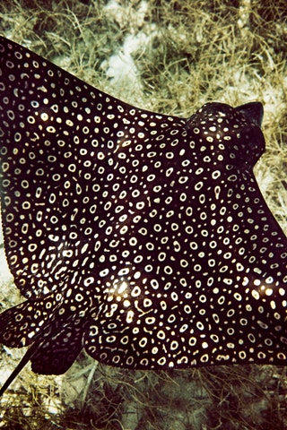 An eagle ray