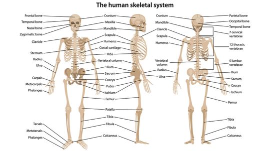 How Many Bones Are in the Human Body and Other Skeletal Facts