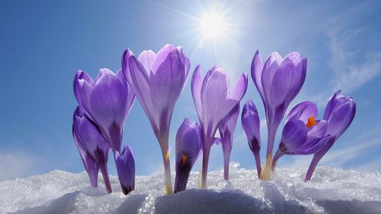 How to Grow and Care for Crocuses, Spring's Early Bloomers