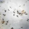 In this Feb. 11, 2016, file photo, aedes aegypti mosquitoes are seen in a mosquito cage at a laboratory in Cucuta, Colombia.