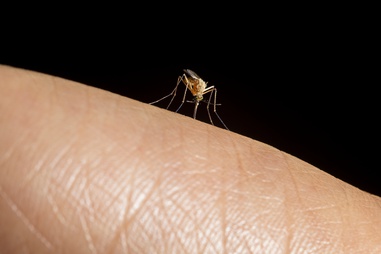 A Culex quinquefasciatus female mosquito drinks blood from Figueroa’s hand at the UNLV Parasitology & Vector Biology lab.