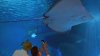 Stingray that got pregnant despite no male companion has died, aquarium says