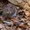 Philly rat abatement law