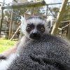 cape may zoo lemur baby