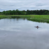 dolphin cape may creek