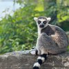 philadelphia zoo lemur island