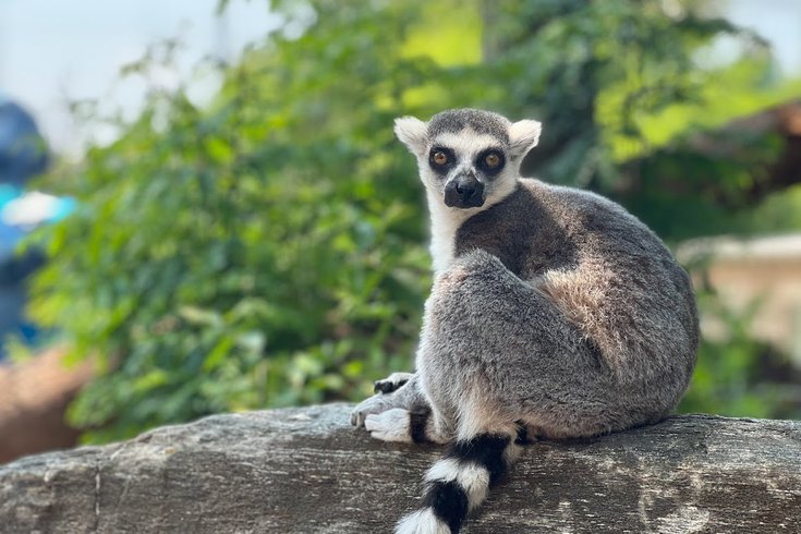 philadelphia zoo lemur island