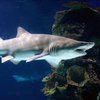 Sand Tiger Shark SI