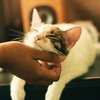 cat allergy vaccine 