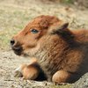 Baby bison Cape May Zoo