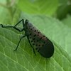 Spotted Lanternfly