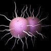 Gonorrhea STD Illustration