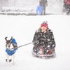 Carroll - Sledding with a dog at Clark Park in West Philadelphia