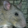 Allegheny woodrat