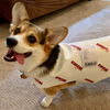 Wawa Corgi