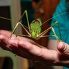 Bug Fest at the Academy of Natural Sciences