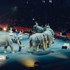 Circus elephant ban