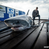 Shark ocean city cape may