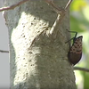 Spotted lanternflies wasps china