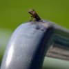 upenn spotted lanternflies study dogs