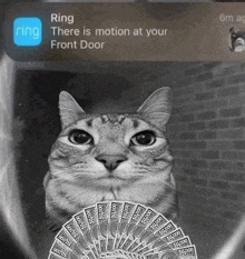 a cat with a bunch of money in front of a ring notification