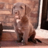 a puppy is sitting on a tiled floor in front of a brick wall and looking at the camera .