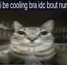 a blurry picture of a cat with the words i be cooling bra idc bout nur on the bottom