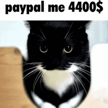 a black and white cat is sitting on a wooden floor .