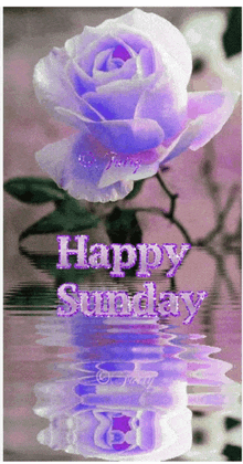 a purple rose is reflected in the water with the words happy sunday