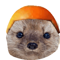 a close up of a squirrel 's face with an orange hat on