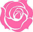 a pink rose with a white center on a white background